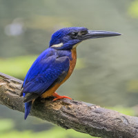 Shining-blue Kingfisher